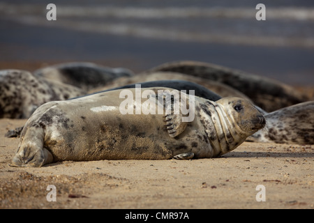 Atlantico o guarnizione grigio (Halichoerus grypus). La mucca o femmina. Arrotolato su fianco sinistro che mostra la pancia o inferiore. Foto Stock