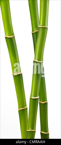 Close up, Lucky bamboo su sfondo bianco, verticale panoramica Foto Stock