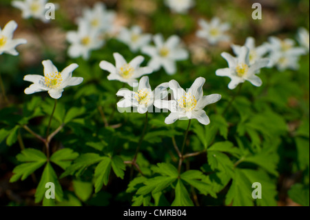 Gruppo di foresta bianca e fiori di anemone Foto Stock