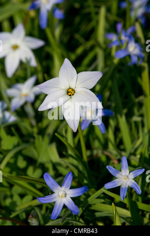 Ipheion uniflorum e stella giacinti Foto Stock