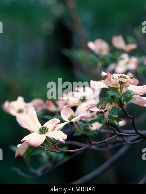 Anni Settanta PRIMAVERA ROSA SANGUINELLO TREE BLOSSOMS SUL RAMO Foto Stock