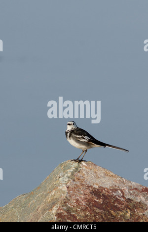 Pied wagtail (motacilla alba) su una roccia Foto Stock