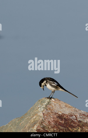 Pied wagtail (motacilla alba) su una roccia Foto Stock