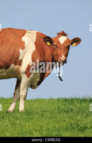 Marrone e bianco mucca passeggiare e guardarsi da parte per il fotografo Foto Stock