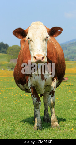 Ritratto di un marrone e bianco holstein in piedi nella parte anteriore del fotografo Foto Stock