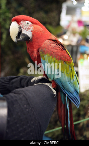 Rosso-verde Macaw Ara chloropterus singolo adulto si appollaia su un braccio ad una mostra nel Regno Unito Foto Stock