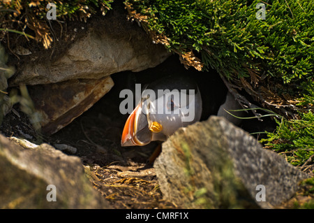 Atlantic Puffin in allevamento piumaggio, Luglio, Terranova Foto Stock