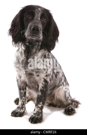 Lavorando cocker spaniel cucciolo singola seduta in un studio REGNO UNITO Foto Stock