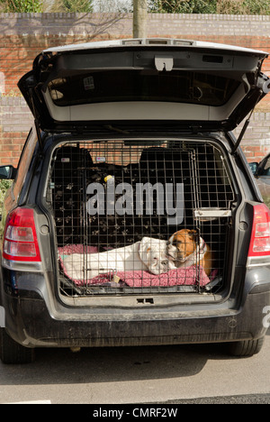 Due cani boxer dormendo nel retro di un'auto parcheggiata. Foto Stock