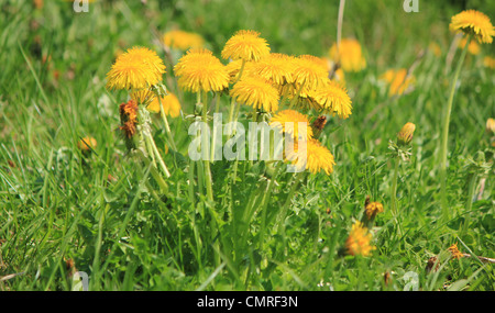 Close up di giovani di tarassaco giallo nell'erba verde Foto Stock