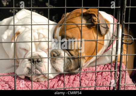 Due cani boxer dormendo nel retro di un'auto parcheggiata. Foto Stock