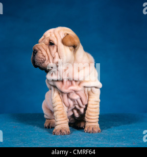 Anni Novanta CHINESE Shar Pei Puppy Dog sitter Foto Stock