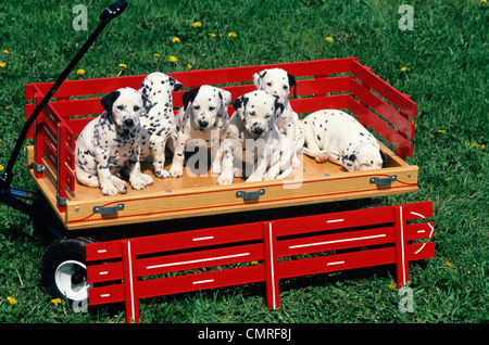 Anni Novanta cucciolata di sei carino dalmata cucciolo cani IN UN CARRO ROSSO Foto Stock