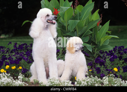 Anni Novanta bianco standard POODLE cani adulti e cucciolo seduto nel letto di fiori Foto Stock