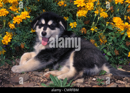 Anni Novanta alaskan malamute cucciolo di cane disteso di fronte a fiori guardando la fotocamera Foto Stock