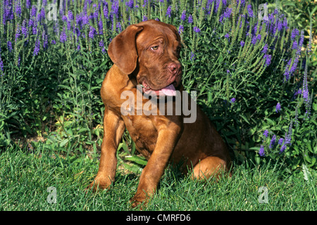 Anni Novanta Dogue de Bordeaux cucciolo di cane seduto IN ERBA Foto Stock