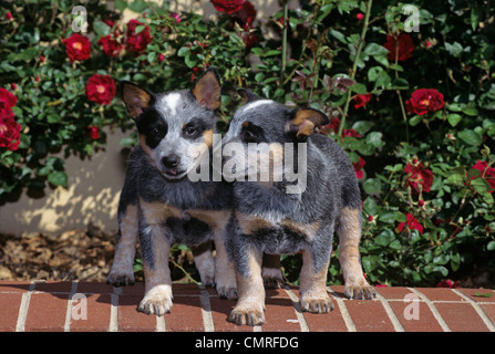 Anni Novanta due Miniature pinscher cuccioli SULLE FASI DI MATTONI Foto Stock