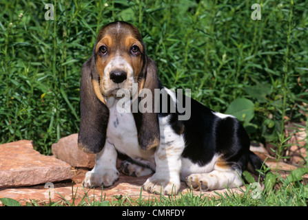 Anni Novanta Basset Hound cucciolo di cane seduto sulla mensola in lastricato guardando la fotocamera Foto Stock