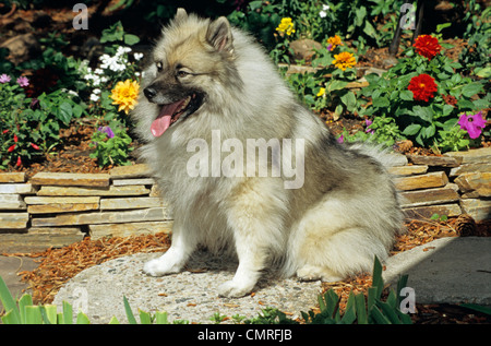 2000s KEESHOND dog sitter in giardino Foto Stock