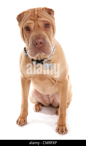 Shar Pei singolo adulto seduto in un studio REGNO UNITO Foto Stock