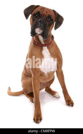 Boxer singolo adulto seduto in un studio REGNO UNITO Foto Stock