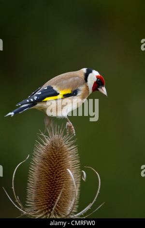 Cardellino appollaiato su teasel contro uno sfondo semplice Foto Stock