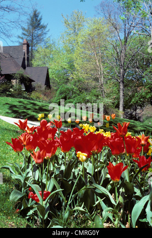 Anni Settanta di rosso e di giallo PRIMAVERA TULIPANI NEL CORTILE CON LA CASA IN BACKGROUND Foto Stock