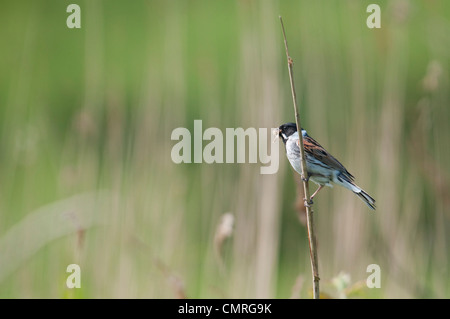 Voce maschile Reed Bunting con becco piena di insetti, tornando alla successiva alimentazione di uccellini. Dungeness, Kent, Regno Unito Foto Stock