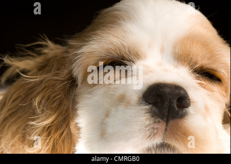 Questa è la foto di un sonno Cocker Spaniel cucciolo. Foto Stock