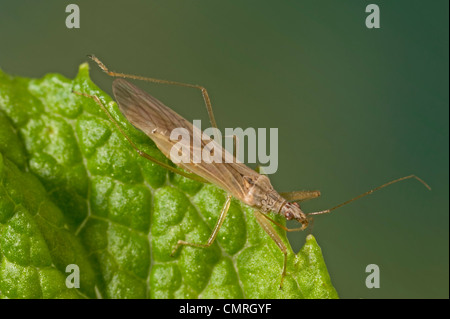 Predatori di damsel bug Foto Stock