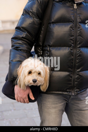 Shih tzu singolo adulto essendo portati in un sacchetto dal proprietario in Italia Foto Stock