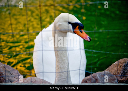 Swan; giovani swan; bambino swan; amore e pace; il resto, Napa Valley ; embassy suites Foto Stock