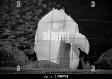 Swan; giovani swan; bambino swan; amore e pace; il resto, Napa Valley ; embassy suites Foto Stock