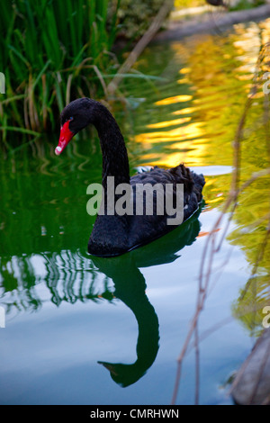 Swan; giovani swan; bambino swan; amore e pace; il resto, Napa Valley ; embassy suites Foto Stock