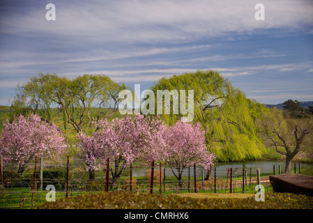 California fiori; California ; domaine carneros winery, champagne vigne , fiori di ciliegio Foto Stock