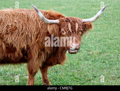 Ritratto di un marrone mucca scozzese con due molto grandi corna in un prato Foto Stock