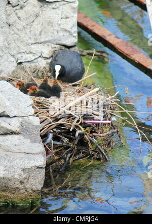 Bianco e nero testa di una femmina coot anatre i suoi quattro nero e rosso poco anatroccoli nel nido accanto a un uovo Foto Stock