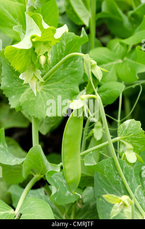 Close-up di giovani i piselli freschi che crescono in giardino Foto Stock