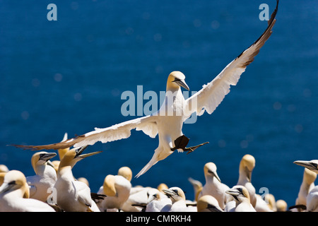 Gannett in volo, il Parc national de l'Ile-Bonaventure-et-du Rocher-Perce, Gaspesie, Québec Foto Stock