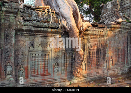 Albero che cresce tra i ruderi di Banteay Kdei nell'antico regno di Angkor, un sito patrimonio mondiale dell'UNESCO. Siem Reap, Cambogia Foto Stock