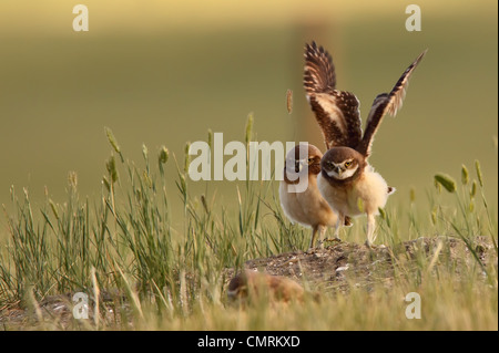 Migliorate digitalmente immagine con effetto pittorica di scavando il gufo stretching ali, praterie National Park, Saskatchewan Foto Stock