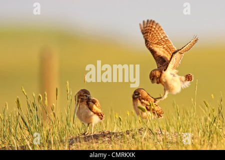 Migliorate digitalmente immagine con effetto pittorica di scavando gufi giocando fuori burrow al tramonto, praterie National Park, SK Foto Stock