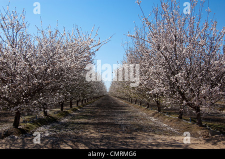 An orchard in full bloom in Fresno County, California Foto Stock