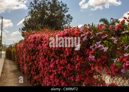 Bouganville e altri vitigni che crescono su un recinto di Camarillo California Foto Stock