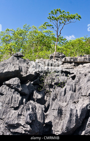 Gli Tsingy dell'Ankarana, Madagascar settentrionale Foto Stock