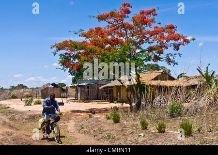 Flamboyant nel massiccio di Ankarana, Madagascar settentrionale Foto Stock