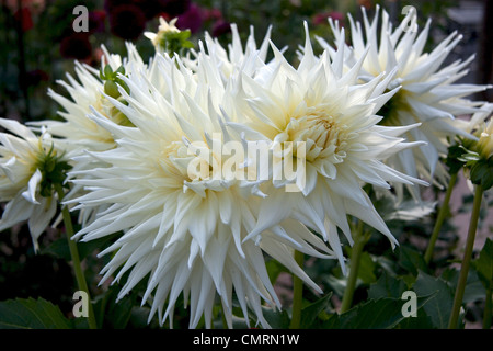 Grande, bianco da dieci pollici Fiore Dahlia Foto Stock