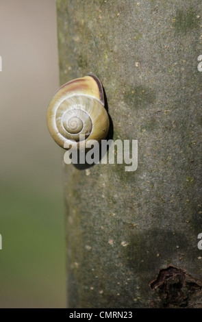 Lumachina shell su un trunk Foto Stock