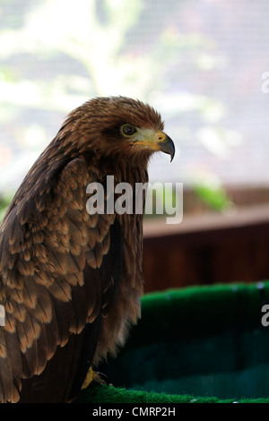 I capretti nibbio ( Milvus migrans migrans e m. m. lineatus) ad eagle incontra a spier wine estate, Stellenbosch. Foto Stock