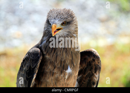 Giallo-fatturati kite, ( Milvus migrans parasitus) ad eagle incontro, spier wine estate, Stellenbosch. Foto Stock